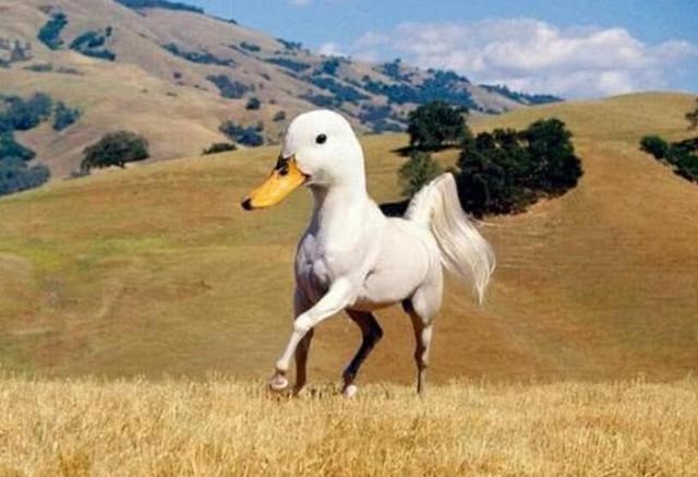 隔离 世界上如果没有生殖隔离，将会怎样？其实并非是好事！