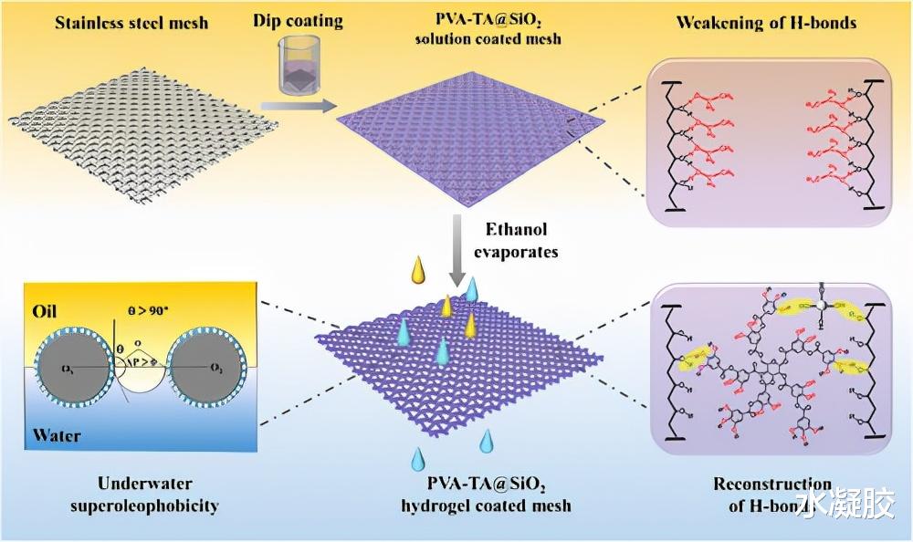 乙醇|制备用于油/水分离的水凝胶涂料、一种溶剂调节的氢键交联策略