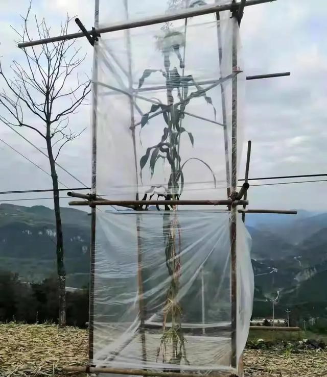 鹿邑 5米高的高粱确实没人见过，专家早已赶到现场
