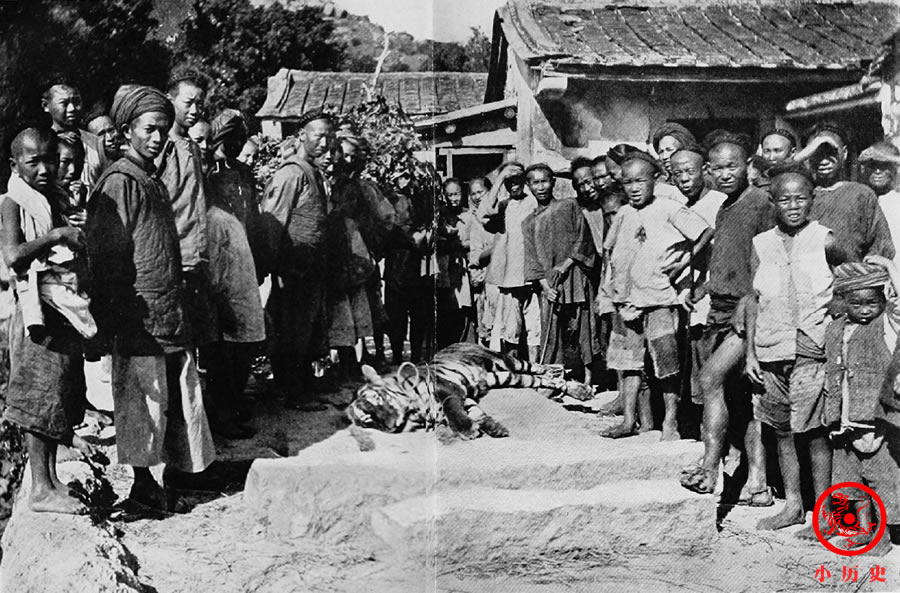 老虎|罕见老照片：清末福建虎多成灾，实拍猎人进山抓老虎