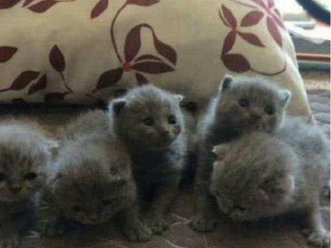 橘猫|橘猫去农村呆了几个月，体重增飙到16斤，画面壮观！