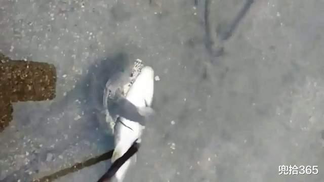 饵料|四川一男子野钓遇见稀罕事，蛤蟆紧紧抱住鲫鱼，钓鱼的心思都没了