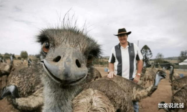 澳大利亚最怕的2种动物，一种泛滥超100亿只，一种需出动特种兵