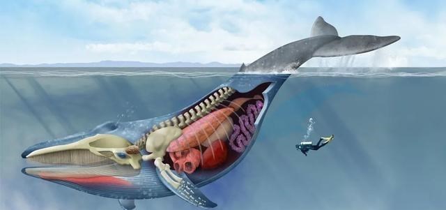 鲸鱼 什么是“鲸爆”？到目前为止人类亲眼目睹过的鲸爆现象有几次？