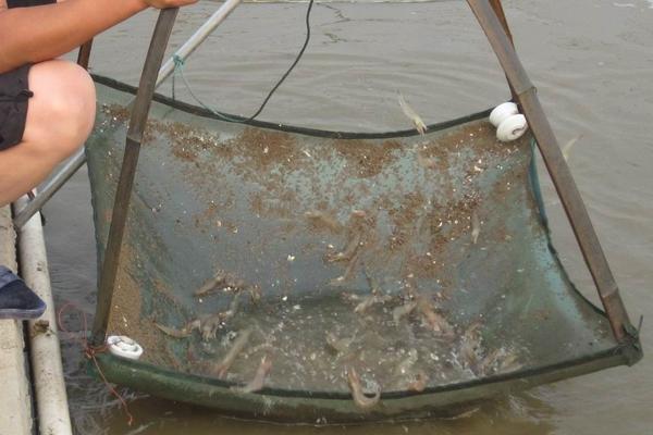 博物馆|南美对虾的价格与价值