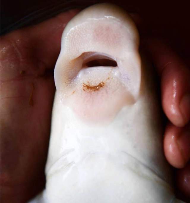 |它生活在山区激流中，摸着软软的特别细腻肥美，当地人叫“漏鱼”