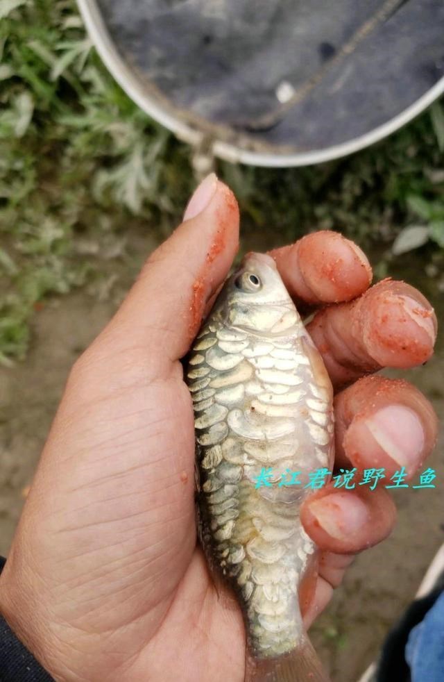 程凌云|浙江男子河里钓了条大鲤鱼，却被大半个朋友圈的人劝阻“不要吃”