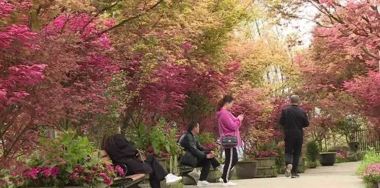 微观什邡 “五一”小长假，一起来红枫岭邂逅浪漫红枫