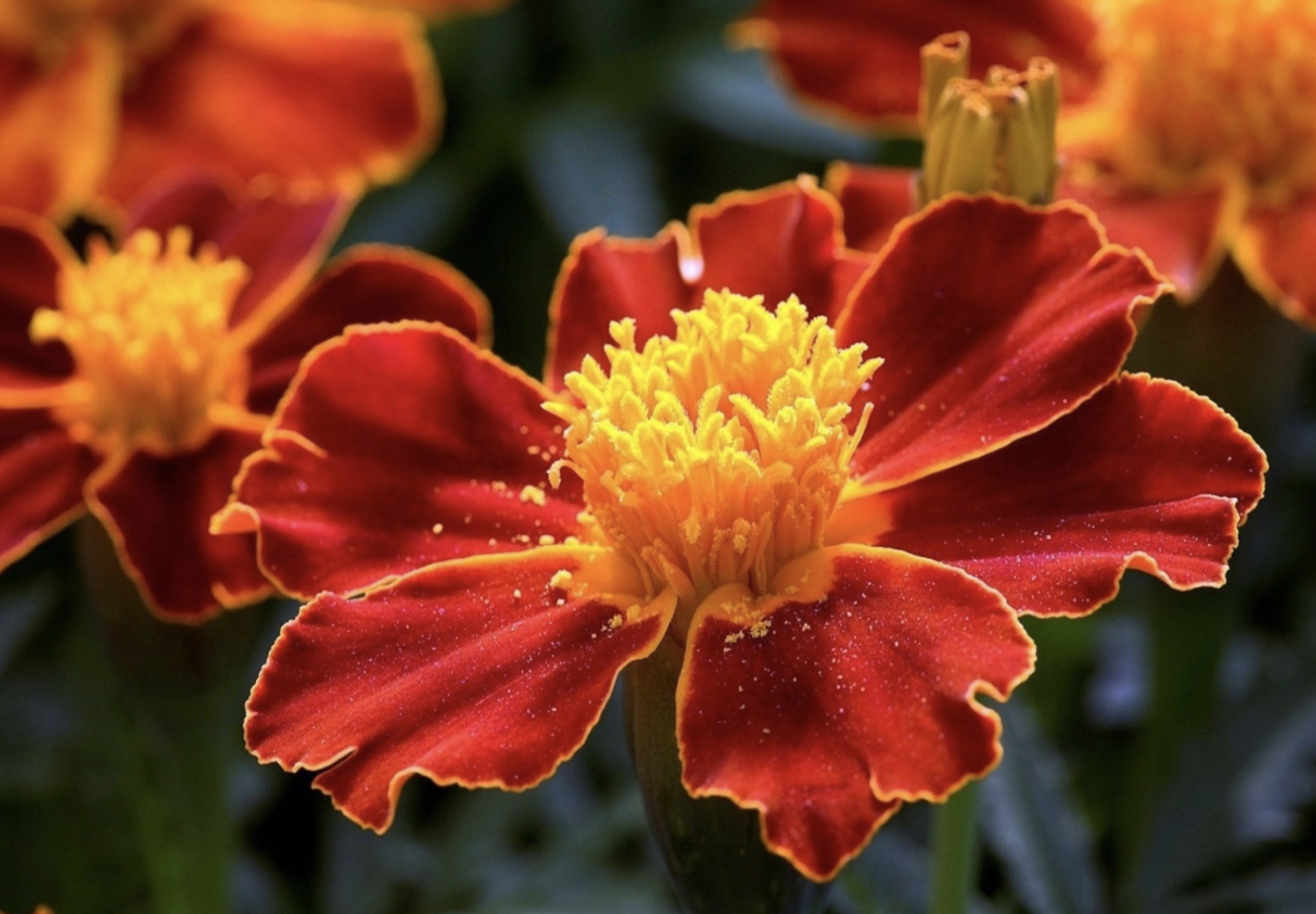 生肖夜梦|8月底,兜兜转转,姻缘轮回,佳偶天成,3生肖命运安排,卷土重来