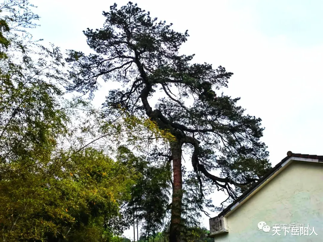 天下岳阳人 岳阳平江狂风暴雨，一百年古木轰然倒下，砸塌民宅