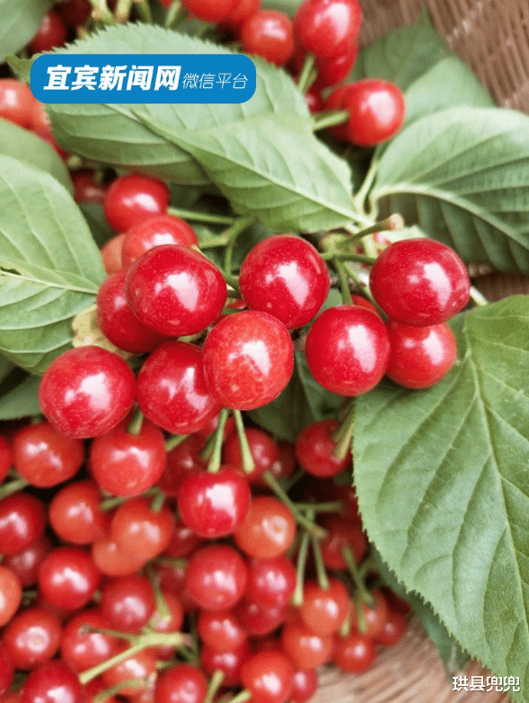 珙县兜兜 红了！熟了！宜宾周边樱桃采摘攻略来啦！现在去正好！