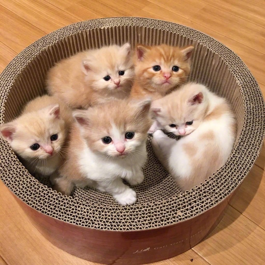 桉月|表情包:一窝小可爱太萌了