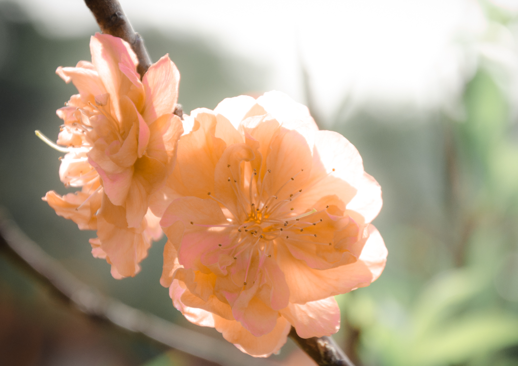 生肖夜梦|7月，桃花落下，三千鸦杀，3生肖双手紧握爱情，不忍别离，不必分离