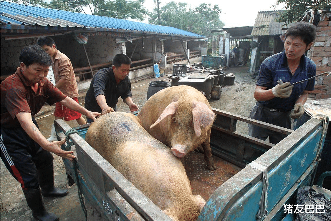 生猪价格 猪价重创53.2%，猪粮比跌破6: 1，母猪淘汰加剧，航天猪或再来袭？