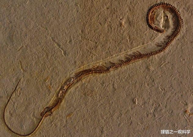 蝙蝠 仅一米高的大象？280种动物的共同祖先？盘点最奇特的6种史前动物