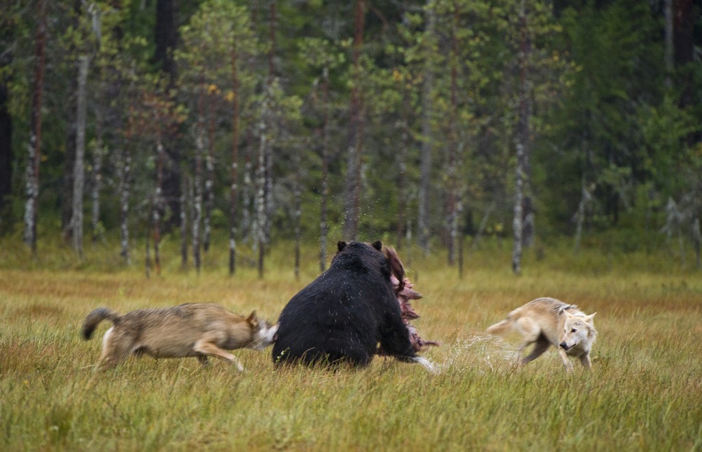 猞猁 现实中的百兽混战！猞猁杀狼，狼群捕熊，貉亲手埋葬狗獾