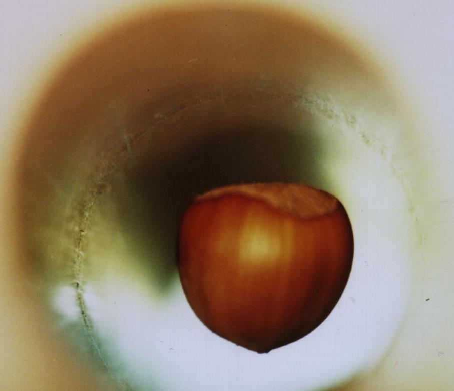 科学家 人进入强磁场中会怎样？科学家用青蛙做实验，得到“反重力蛙”