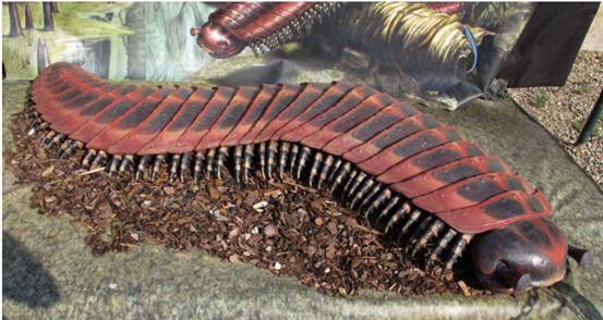 英国发现巨型千足虫，体长达2.7米，来自远古时期