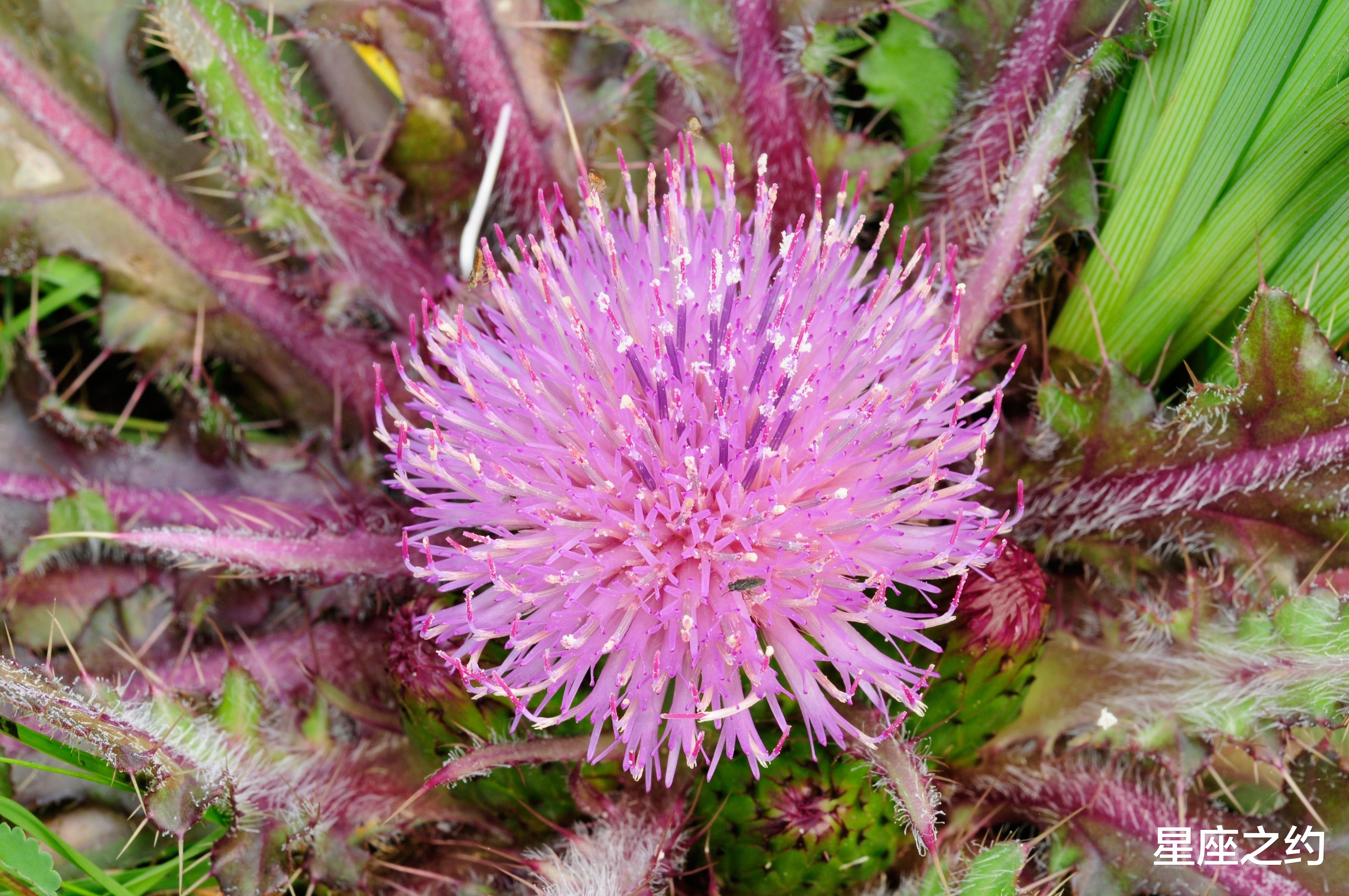 白羊座|2月17日-21日星座运势：白羊座迎接挑战，水瓶座初心不改