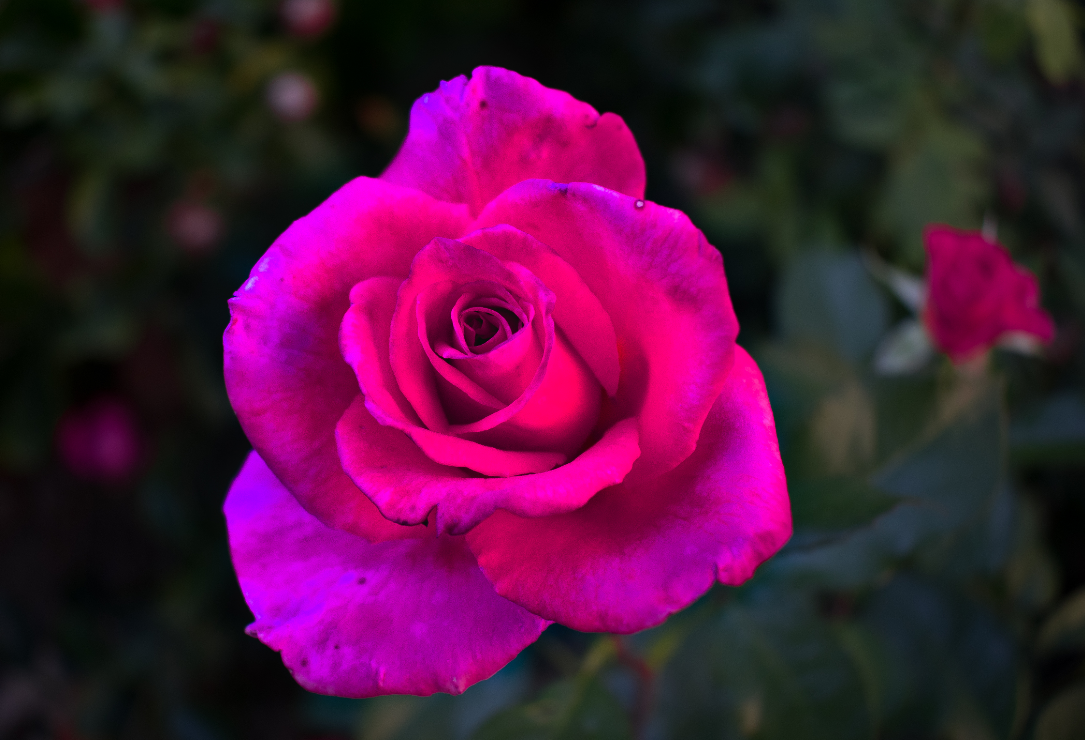 生肖夜梦|7月,遥遥相望,刻骨铭心,3生肖之死靡它,用情至深,不负遇见