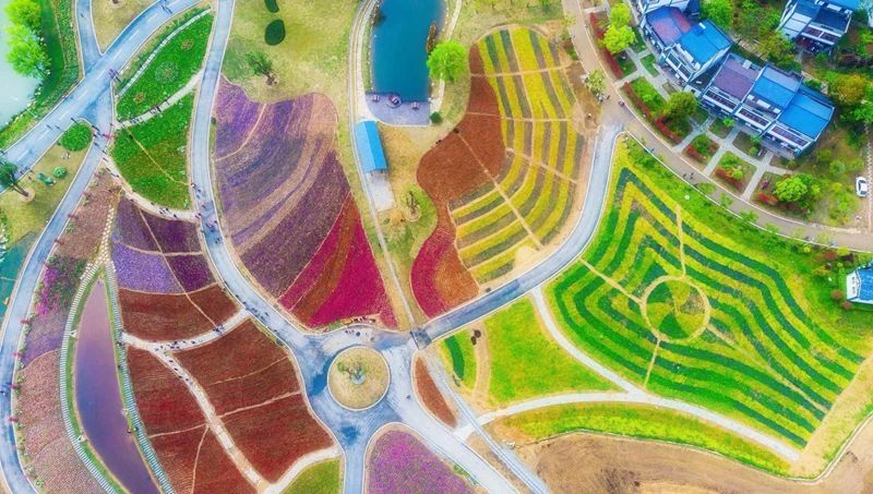 印象黄陂 此心安处是花乡