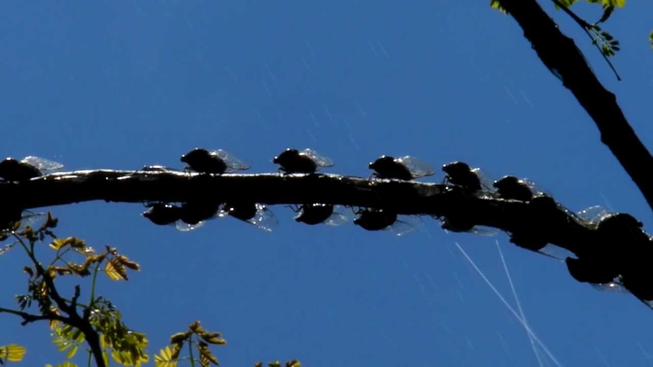 久见菌菌|滴落在头上的不一定是雨,还有可能是尿?无毒无害,但不可食用