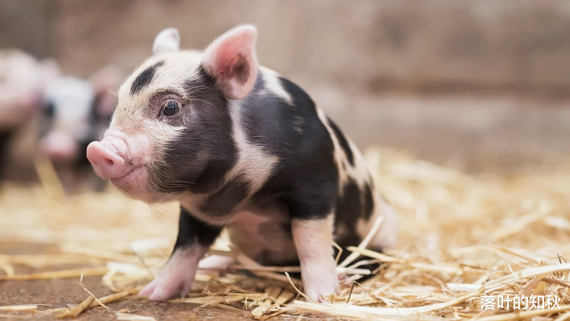 生肖|12月底喜事连连,这些生肖将被好运包围,事业兴旺,日子顺风顺水