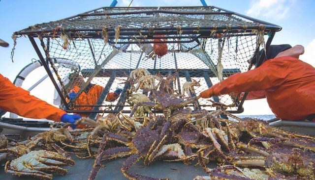 海洋生物 帝王蟹如果入侵全世界有多可怕?可以靠吃来“拯救世界”?