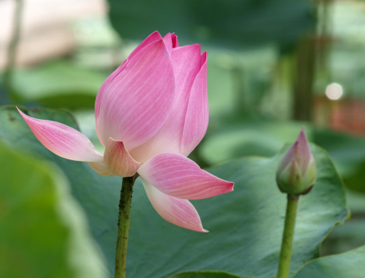 星临天下|未来七天，喜鹊报喜，4属相财运涨百倍，横财发千万，顺风顺水