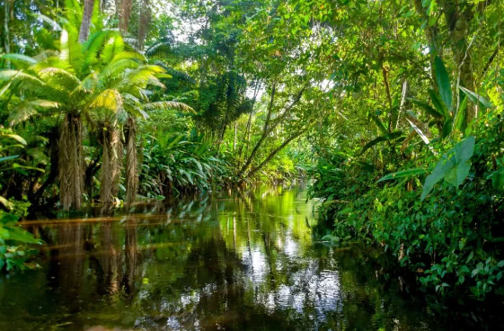亚马孙热带雨林 全球五个人类禁区，其中一个在中国。