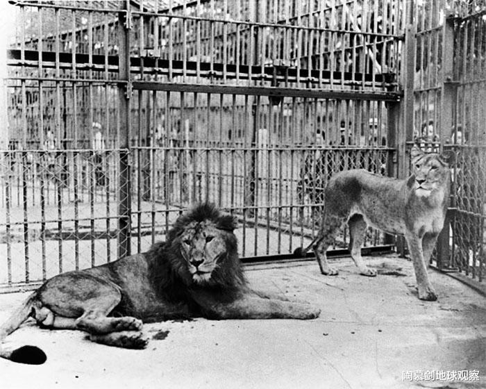二戰末期，日本屠殺全國動物園，隻有兩頭大象在名古屋被偷偷保住-圖2