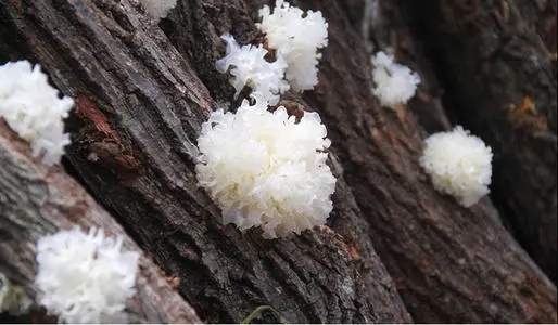 清风醉雨|南北派┃黑白木耳之争