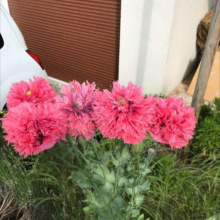 花百科 1种花可不能随便种，要是被发现，可能惹来“牢狱之灾“