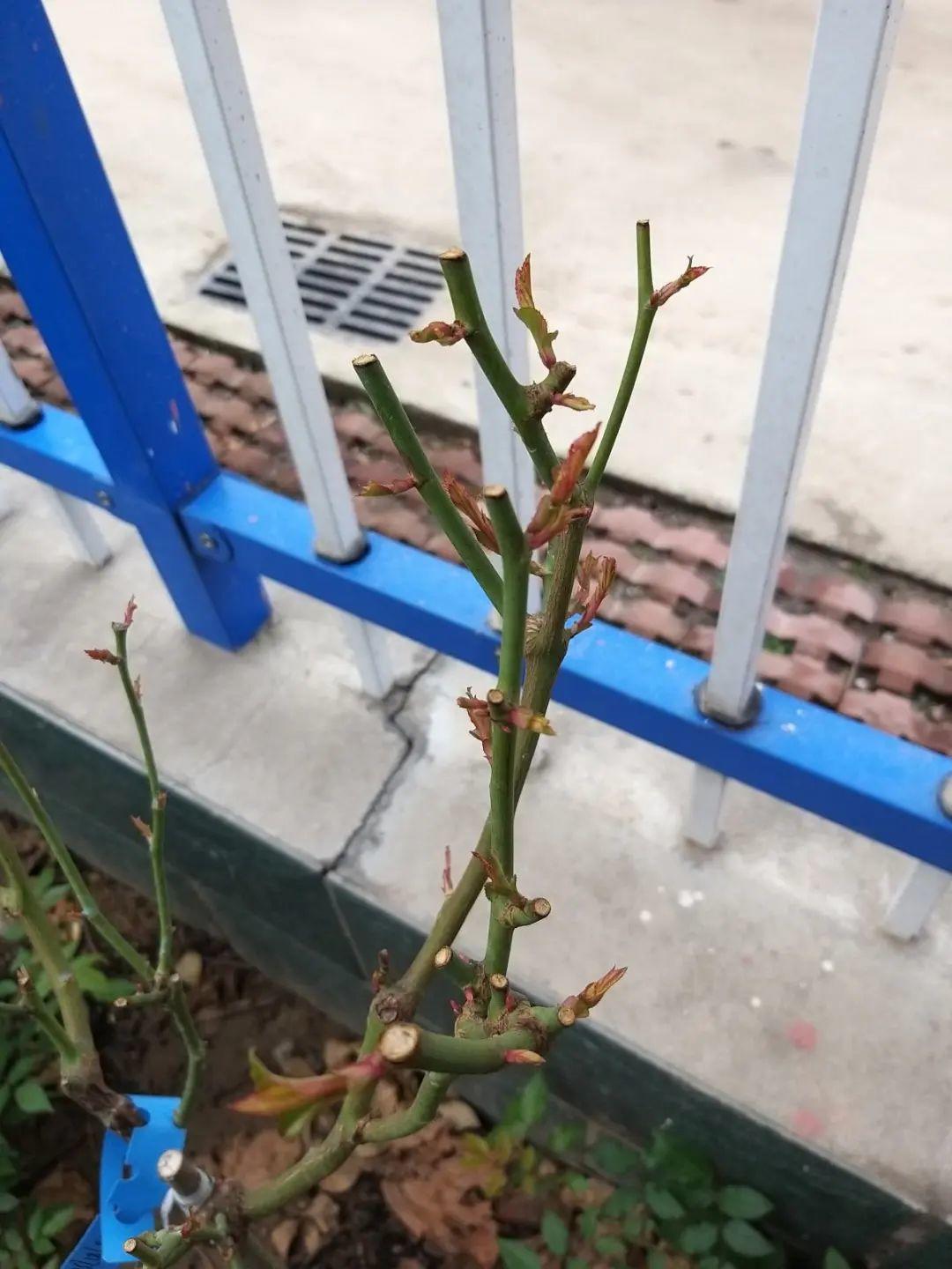 7种花冬天会假死,叶子掉光不要扔,明年还能大爆花!