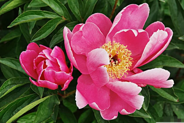 属兔|牛年不再走霉运的四个生肖，不是升职就是生财，运气爆棚的四生肖