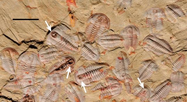 基因 火星上或许真的存在生命！科学家实验勘测火星，或将改写人类认知