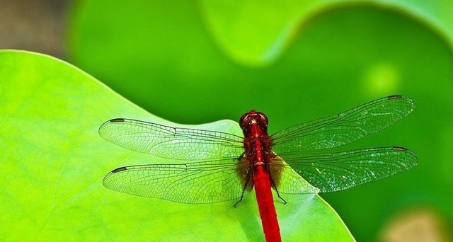 蚊子 蚊子每年导致100多万人死亡，当人类消灭了所有蚊子会发生啥？