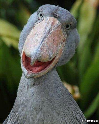 鲸头鹳 鲸头鹤，世界上最大的鸟类。