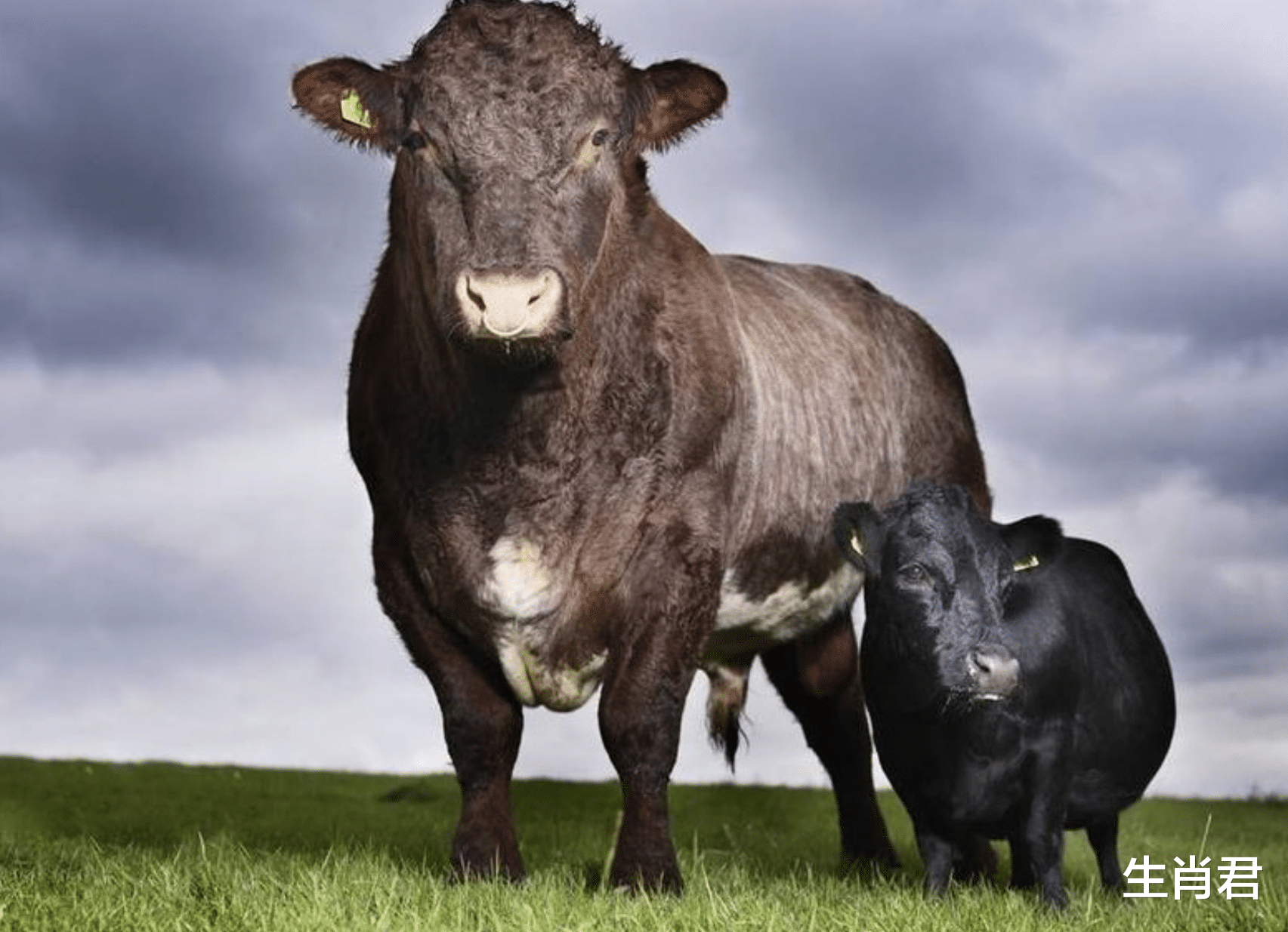 工作室|牛年12月属牛人财运不断提升，贵人解开他们的疑惑，成就辉煌事业