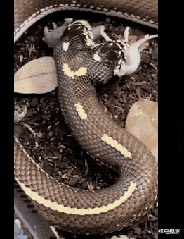 猩猩 30张罕见的照片，双头蛇2个头同时吃东西，猩猩妈用小猩猩擦屁股