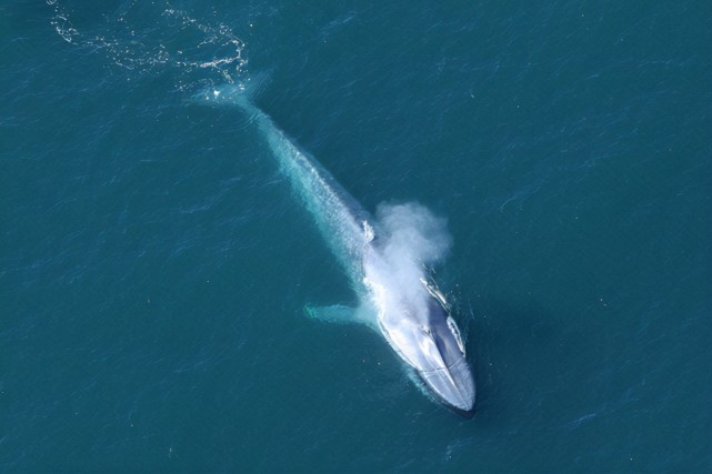 鲸鱼 如果进化论是正确的，为什么在海洋里生存的鲸鱼，没有进化出鳃？