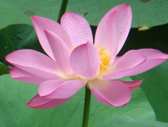 大旺|端午节后，4属相出门遇贵人，财运大旺，收入大涨，事事如愿