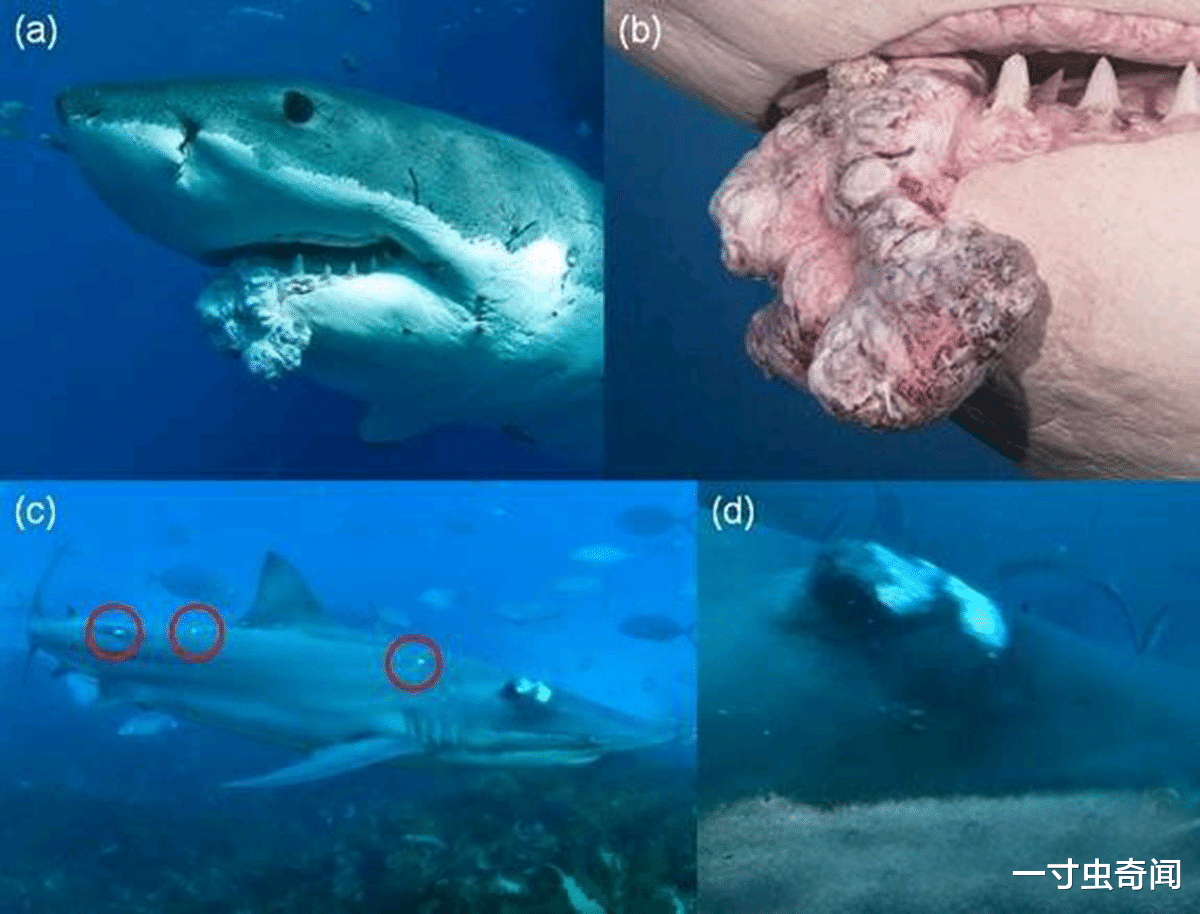 一寸虫奇闻|全球每小时300人死于癌症,为何没听说动物患癌?动物对癌免疫吗