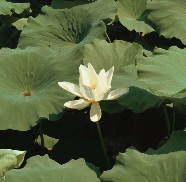 花落花潮 “新型”出轨方式：我不会背叛家庭，但也不会拒绝暧昧