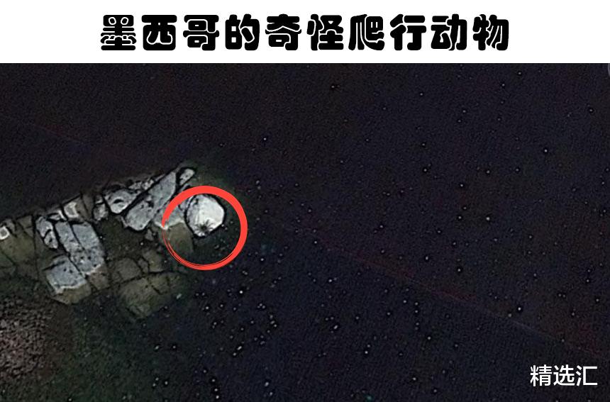 通过地图软件,世界各地的人们找到5个可疑的奇怪生物