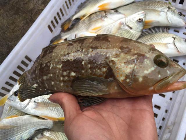 贝贝豆育儿课堂|怀孕期间,孕妈吃鱼要牢记“三原则”,孕妈吃得对胎宝才能少受罪