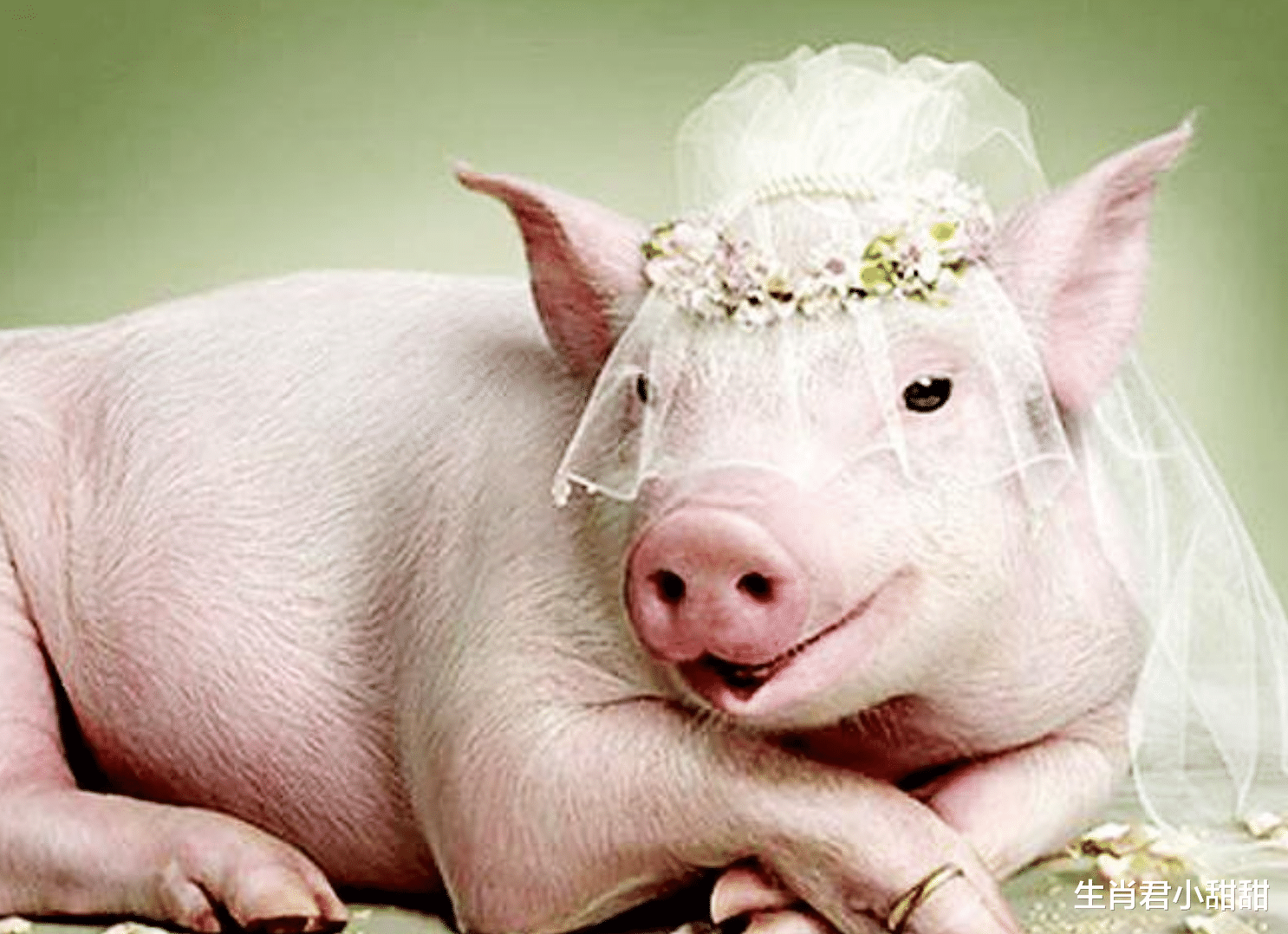 |职场处事雷厉风行，危机处理能力强的属猪人，是领导的左膀右臂