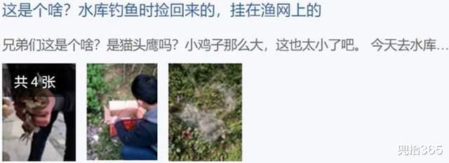 广东省|鱼没钓到收获一只怪鸟,广东男子的意外经历,掏出打火机就开始烧