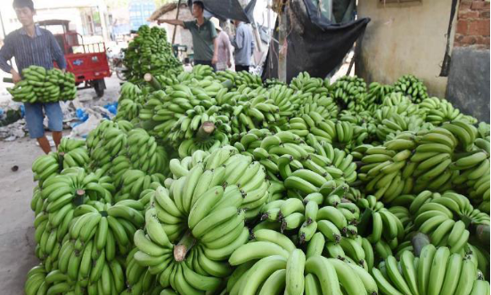 香蕉|买香蕉时，看到这5种“激素香蕉”扭头就走，老板：自己都不敢吃