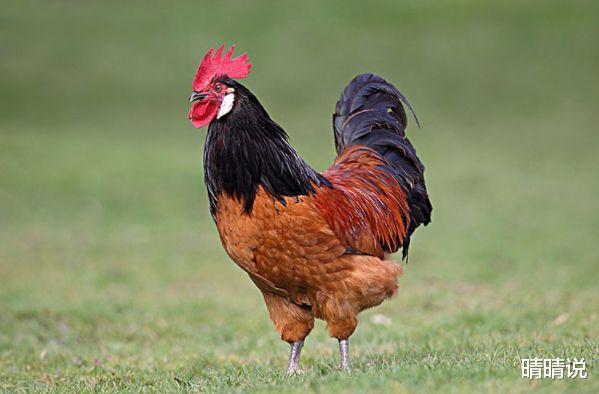 晴晴说|属鸡人，坚持努力绝不会亏待你，日子再穷也不能轻易放弃！